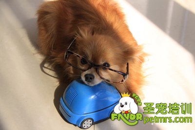 博美犬