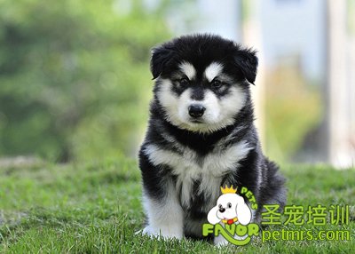 阿拉斯加犬