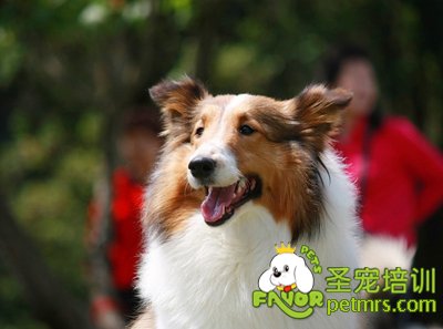 可愛狗狗