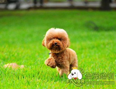 貴賓犬
