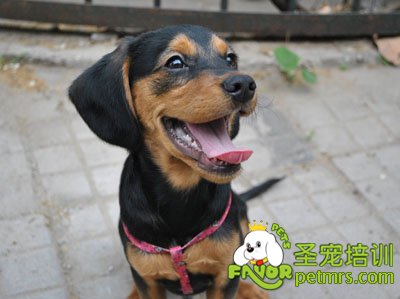 狗