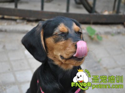 狗狗