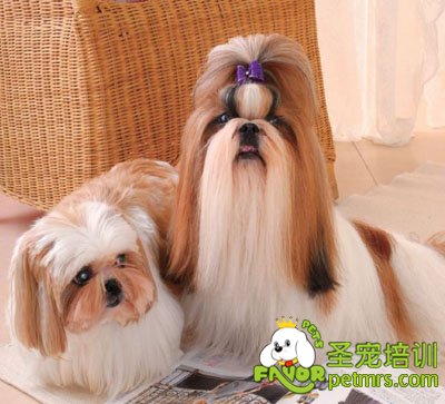國色天香的西施犬
