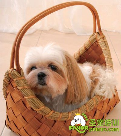 國色天香的西施犬