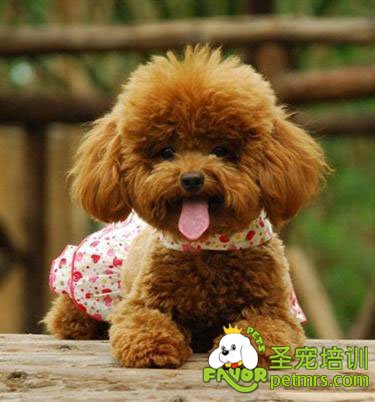 貴賓犬的選購