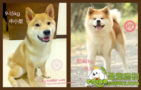 柴犬和秋田的體型