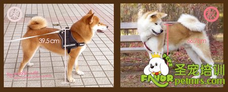 柴犬和秋天犬的肩高