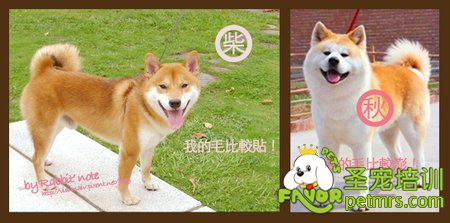 柴犬和秋田犬的毛發(fā)