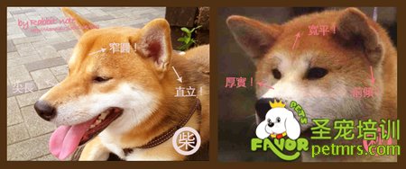 柴犬和秋田犬的臉型
