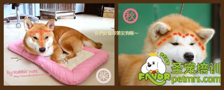 柴犬和秋田犬的臉頰