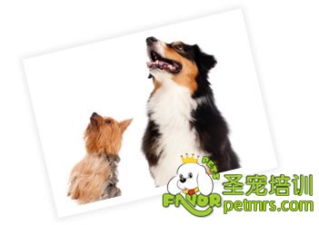什么樣的狗狗適合你
