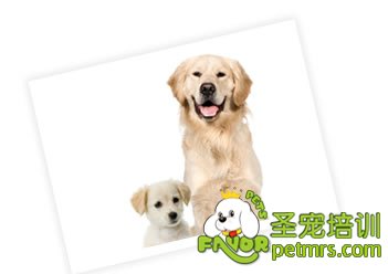 你喜歡幼犬還是老犬