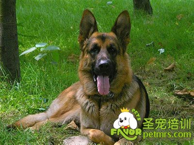 德國(guó)牧羊犬