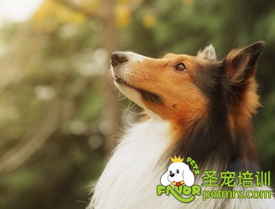 喜樂蒂犬