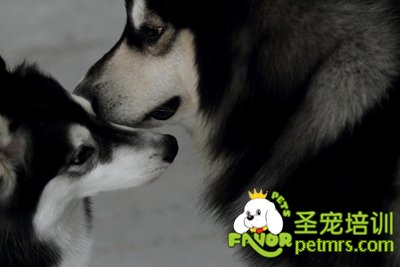阿拉斯加