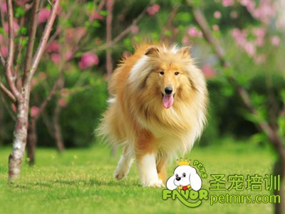 蘇格蘭牧羊犬