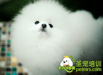 博美