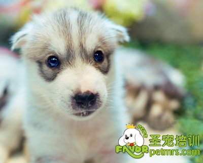 哈士奇
