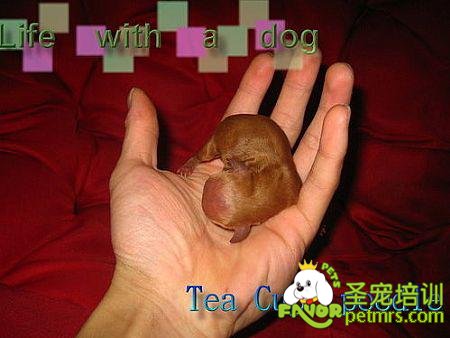 茶杯貴賓幼犬