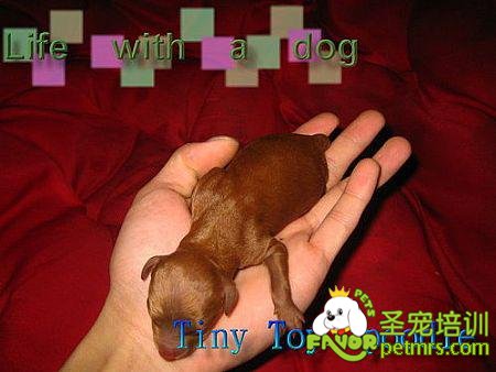 玩具貴賓幼犬