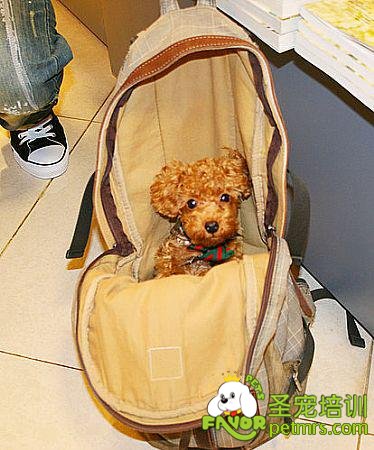 茶杯貴賓犬