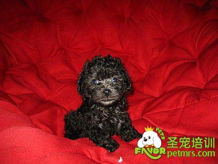 成年茶杯貴賓犬