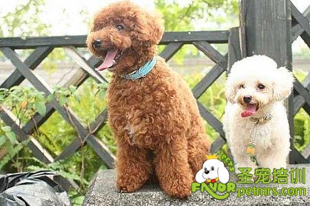 貴賓犬