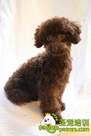 貴賓犬