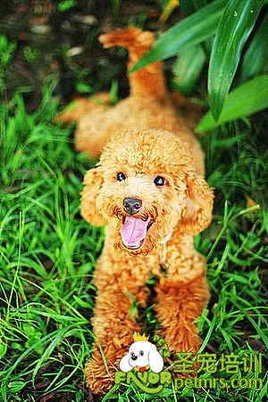 貴賓犬