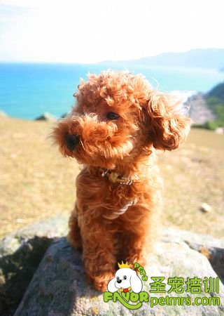 貴賓犬體型