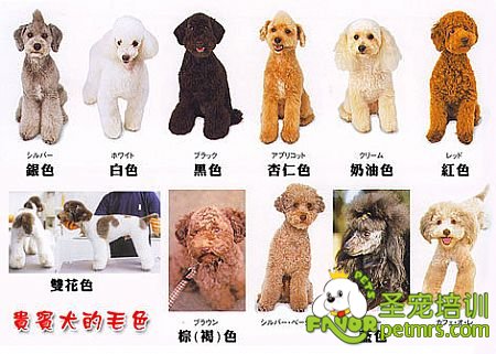貴賓犬顏色