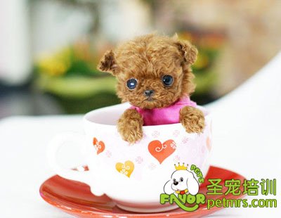 茶杯貴賓犬