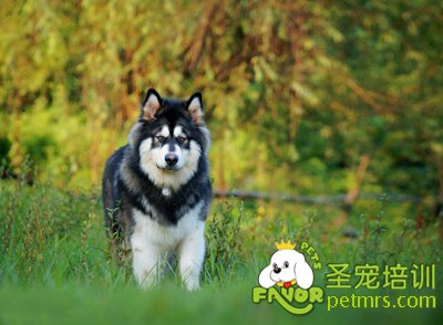 阿拉斯加
