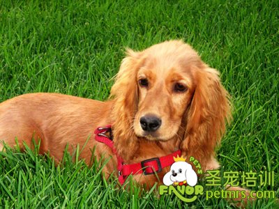 英國可卡犬
