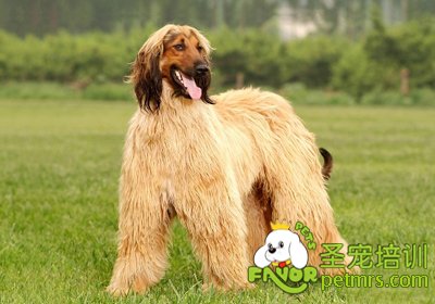 阿富汗犬