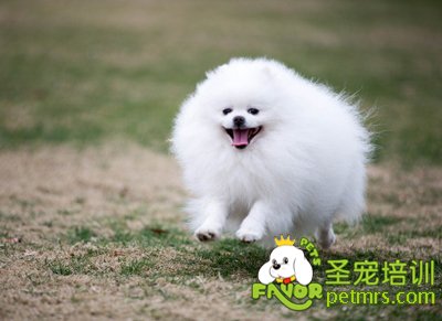 博美犬