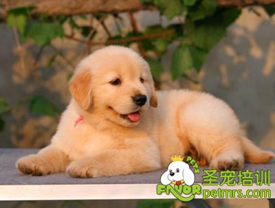 可愛(ài)寵物狗