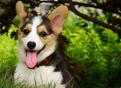 柯基犬混血家族
