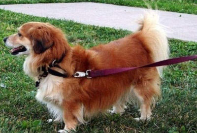 3.黃金獵犬與柯基混血