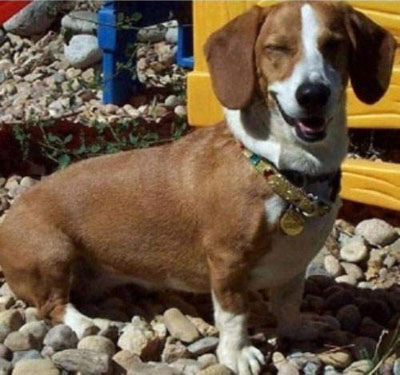 5.巴吉度犬與柯基混血
