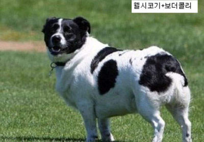4.柯基犬與邊境牧羊犬混血