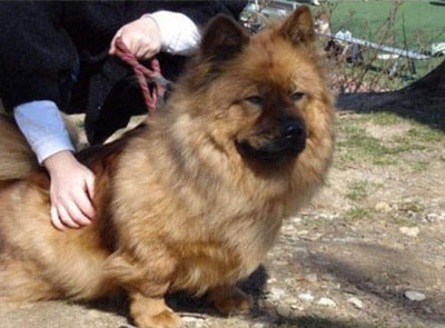 8.松獅犬與柯基混血