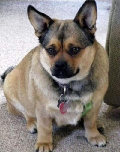 10.柯基犬與巴哥犬混血