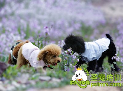 貴賓犬