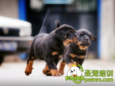 羅威納