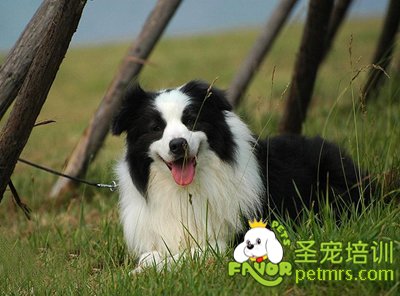 邊境牧羊犬