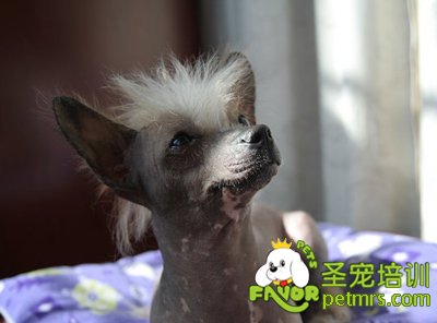 冠毛犬