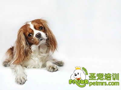健康狗狗標(biāo)準(zhǔn)
