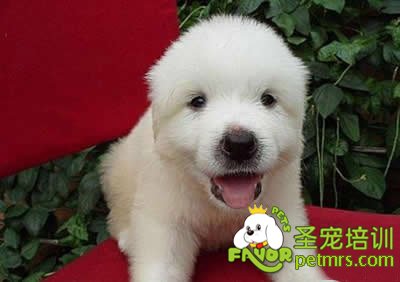 健康幼犬標(biāo)準(zhǔn)