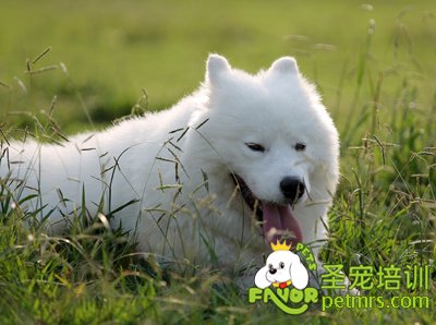 可愛寵物狗